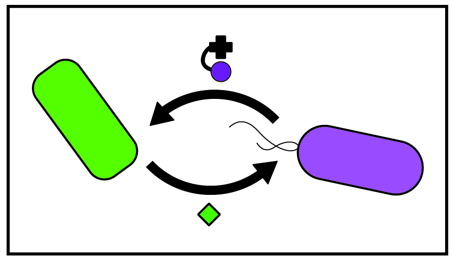 Mutualism: purple microbe producing corrinoid that it being cross-fed to green microbe, then green microbe produces a nutrient that is cross-fed to the purple microbe