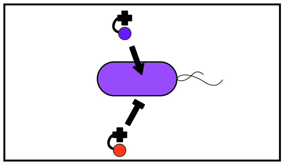 Purple microbe with purple corrinoid promoting growth and red corrinoid inhibiting growth